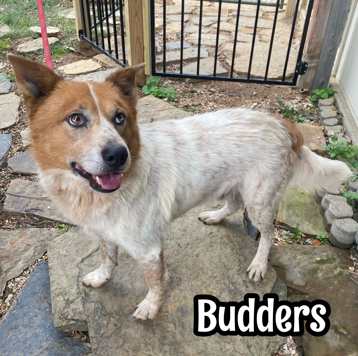 Budders